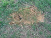 a hole in our lawn