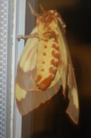 Royal Walnut Moth closeup