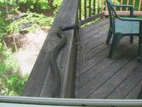 A Black Rat Snake on our decking