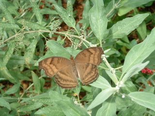cute brown butterfly