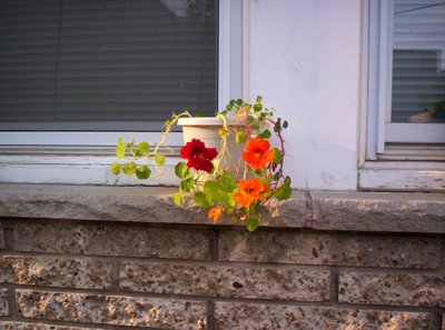 Flower pot on windowsill, started indoors, of trailing type nasturtiums.  5/28/2006