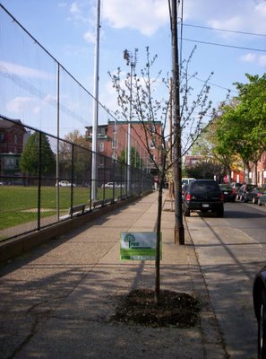 Tree Planted through the TreeVitalize Partnership in Bella Vista, a neighborhood in Philadelphia.  Photo taken about 4/26/2006. 