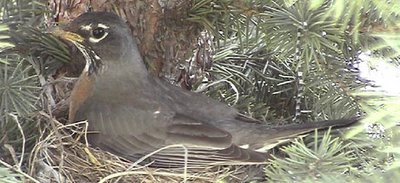 Bird robin in nest.