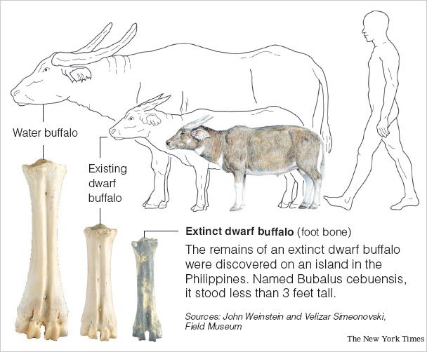 Stephen Bodio's Querencia: Dwarf Water Buffalo