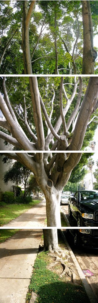 The Tree from Pasadena