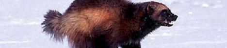 Wolverine