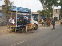 An ever-present roadside cow