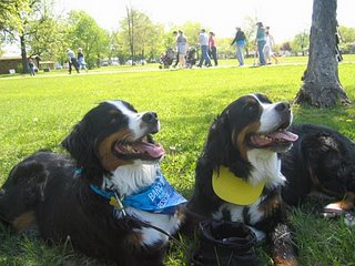 Loki and Thor on the MS Walk in Busse Woods, Elk Grove Village
