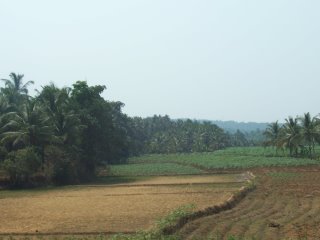 Paddy Fields, Northern Kerala
