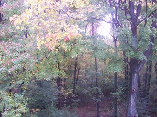 Fall Colors, My backyard in Boston