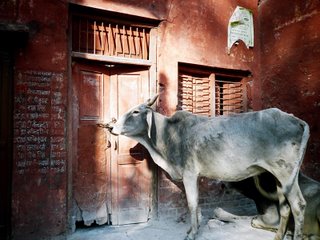 Cows beside a red door way in Agra, India.
