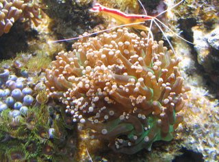 Euphyllia paradivisa nel mio acquario marino di barriera