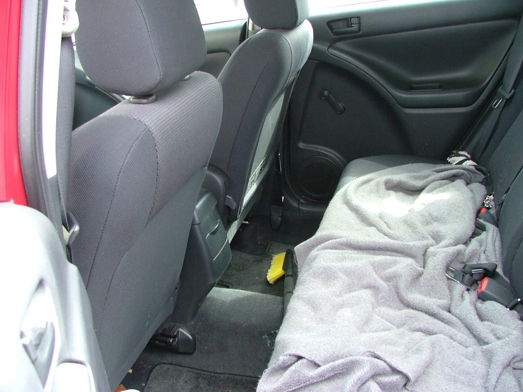 Soggy Dog A Day In The Life Of Our Pugs Soggy Dog In The Back Seat Of Our Car We Just Had An Old Blanket To Keep Dirt And Muck From Getting On Upholstery