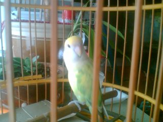 birdie