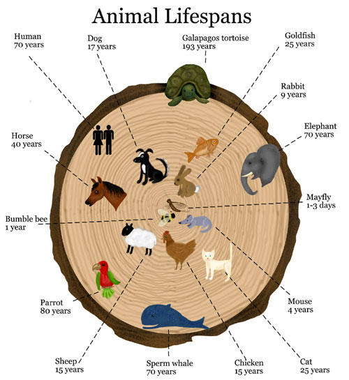 Lifespan Of Various Animals Chart