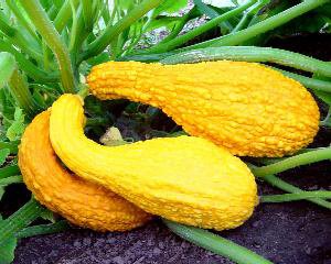 High Altitude Cooking: Yellow Crookneck Squash ~ Side Dish Recipe