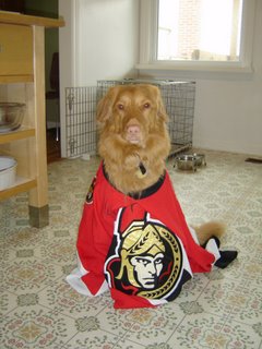 Photo of Kenya the Nova Scotia Duck Toller in her Ottawa Senators shirt!