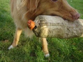 Kenya the Nova Scotia Duck Tolling Retriever