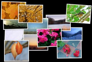 Screenshot of a collage of images from Google Screensaver