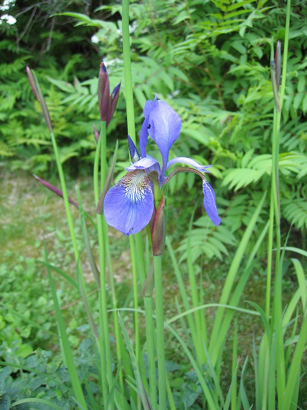 Lindas trädgårdsblogg: Blå iris blommar