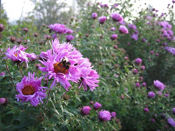 Lindas trädgårdsblogg: Blommar just nu + översikter