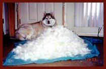 A lot of fur will be shed by a siberian husky when blowing the coat