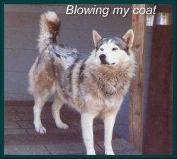 A husky blowing his coat