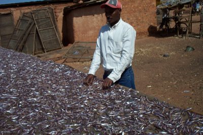 dagaa kigoma