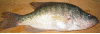 phetphish.blogspot.com