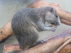 Hutía