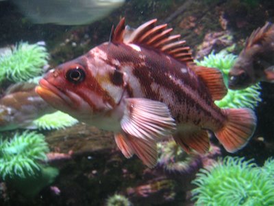 A rock fish in the Oregon Coast Aquarium
