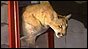 mountain lion breaks into home