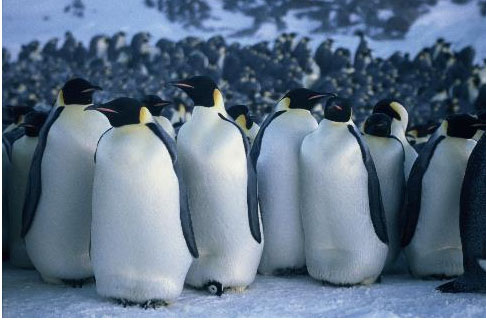 A Marcha dos Pinguins” estreia nos EUA – efemérides do éfemello