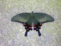 Mariposa