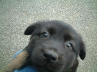 Stray black puppy dog in Taiwan by Fisherman's Wharf