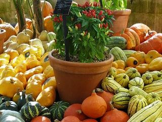 Chilli plants among squashes and gourds