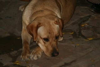 Sasha the big, fat, friendly yellow Labrador Retriever...