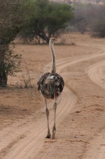 The lone ostrich...