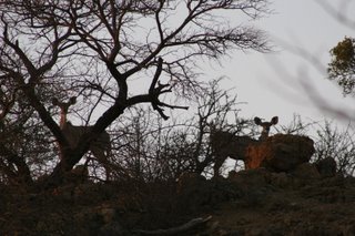 Female Kudu at dusk...