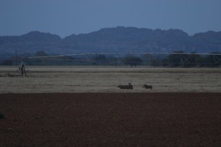 Warthog family grazing in a field at sundown...