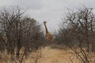 Giraffe...