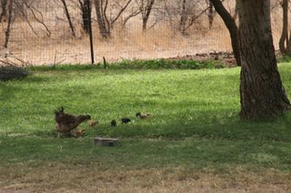 A chicken and her 'peeps' at the lodge...