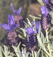 Favourite smell - Lavender