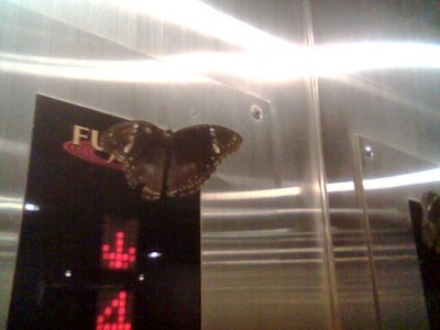 Moth in lift!