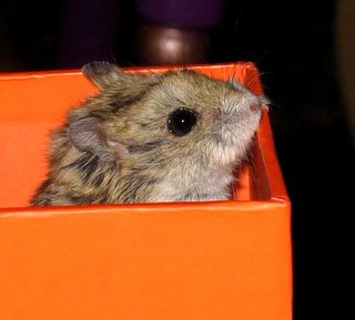 hamster in a box hamster in a box