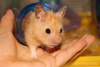 Buy A Hamster