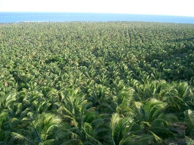 Coconut Plantage close to Maceio - Northeast of Brazil