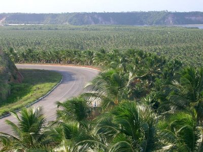 Coconut plantage close to Maceio