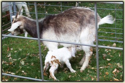 Mommy and Baby Goat