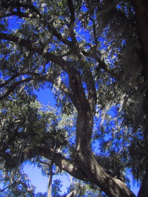 Savannah Sky